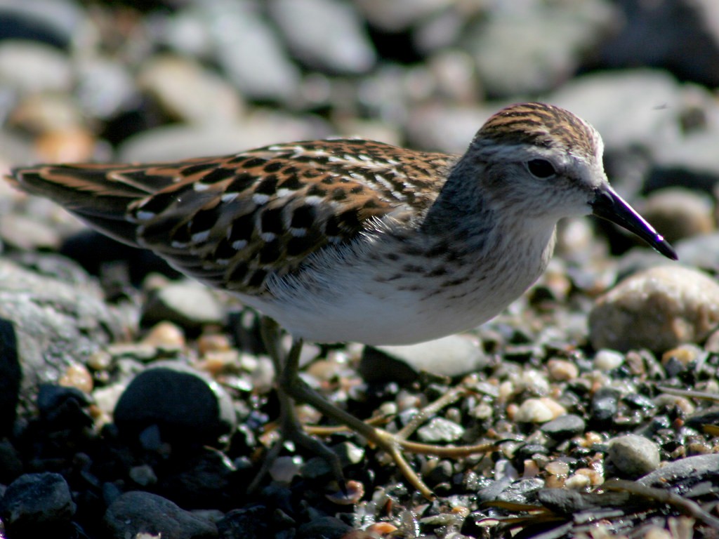 Least Sandpiper - ML642386999