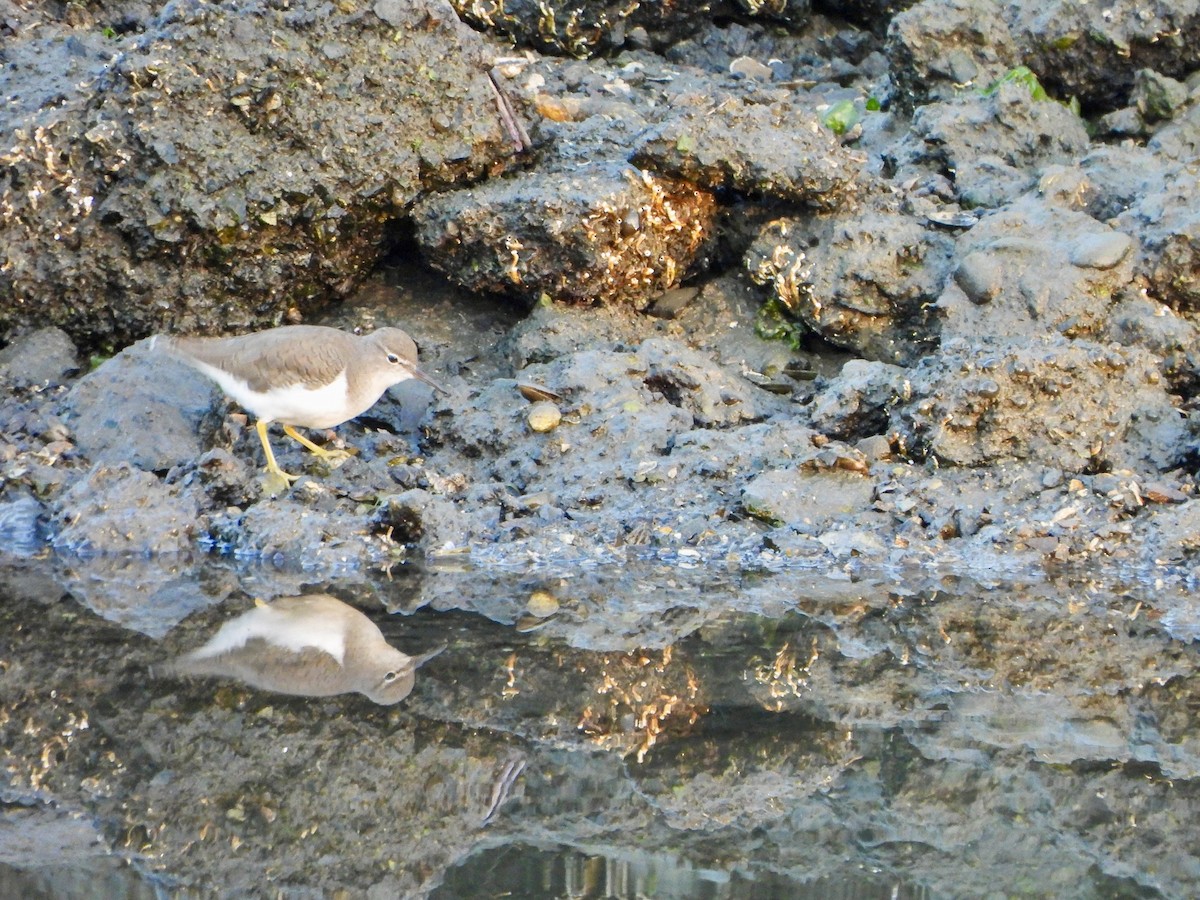 Spotted Sandpiper - ML642387008