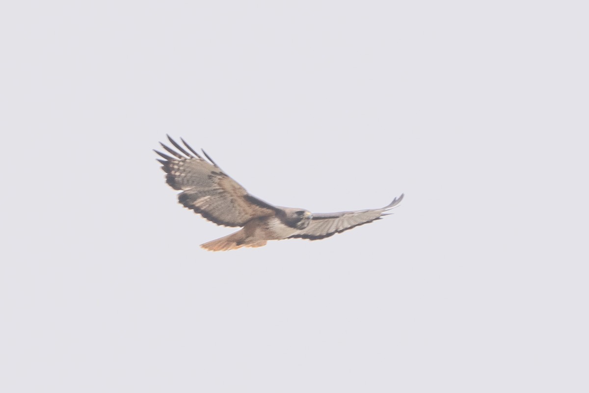 アカオノスリ - ML642387014