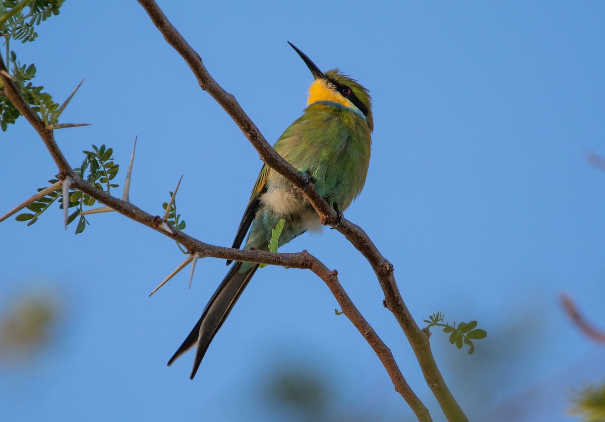 Swallow-tailed Bee-eater - ML642387036