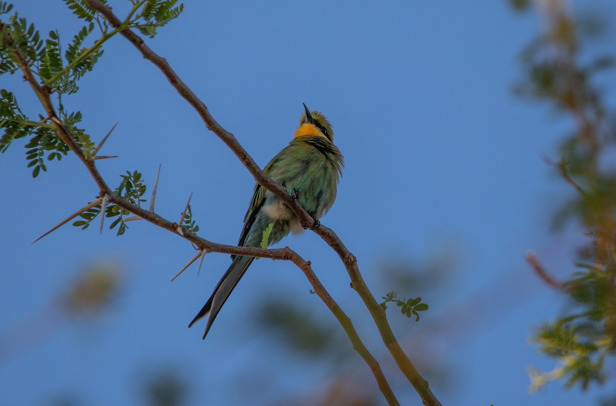 Swallow-tailed Bee-eater - ML642387037