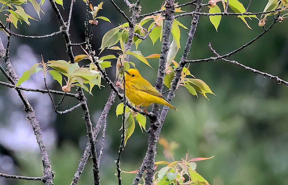 Northern Yellow Warbler - ML642387050