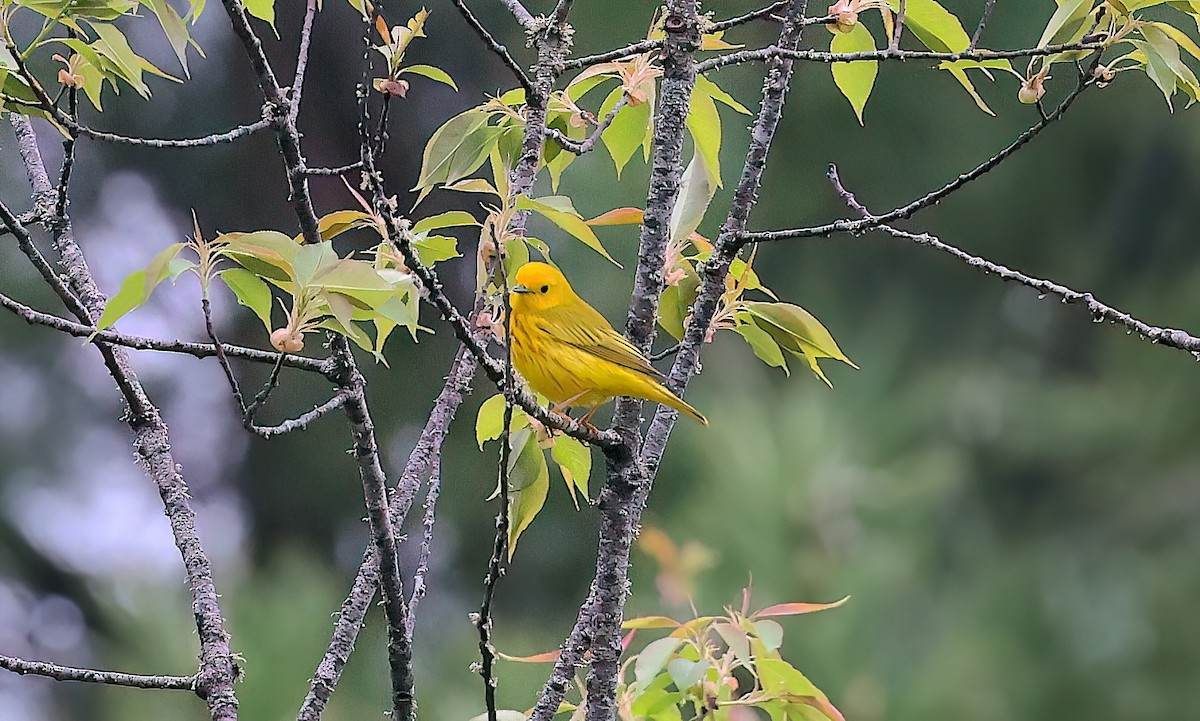 Northern Yellow Warbler - ML642387056