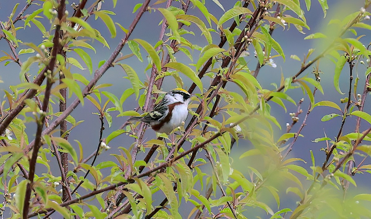 ワキチャアメリカムシクイ - ML642387082