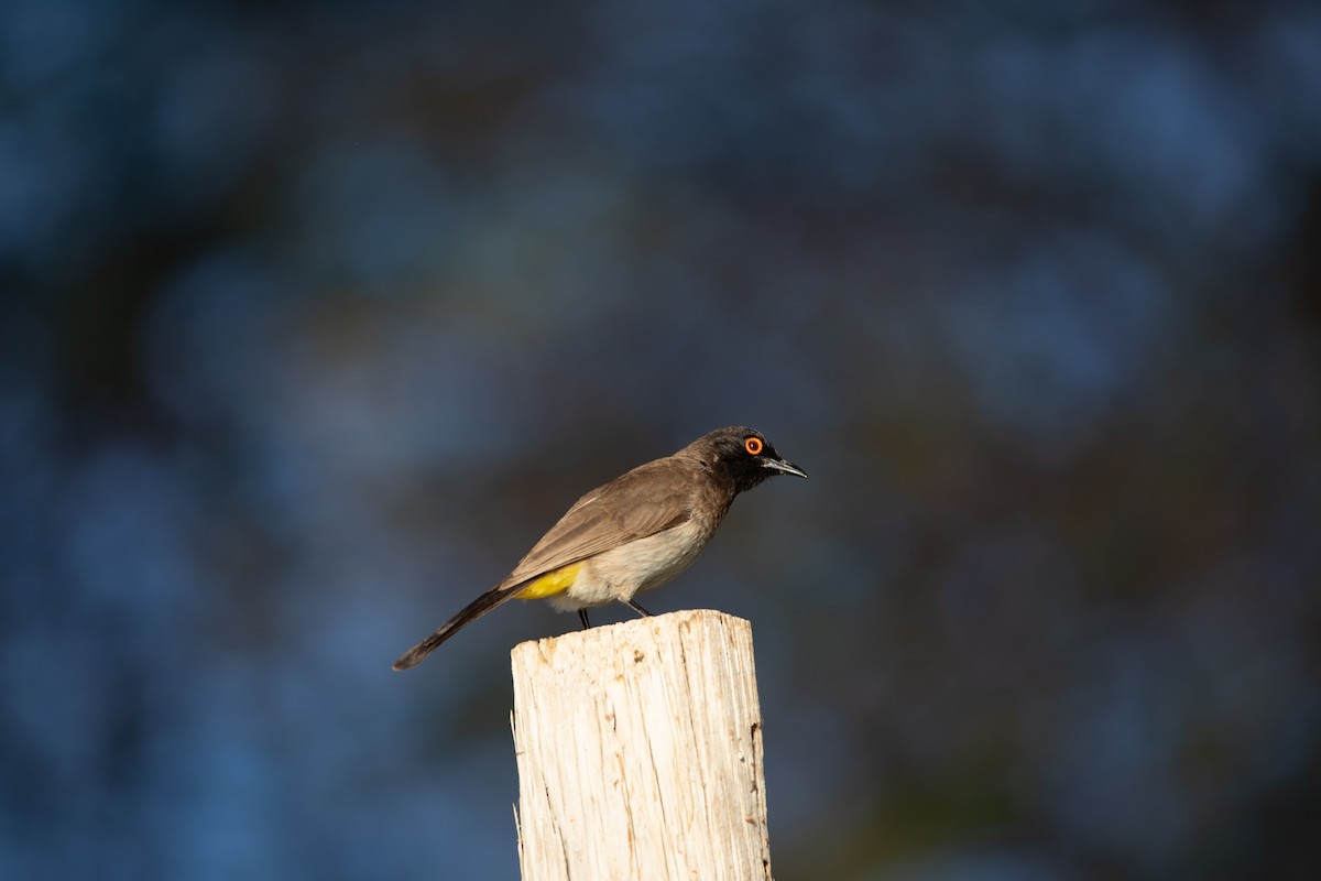Black-fronted Bulbul - ML642387086