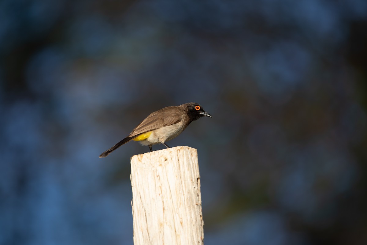 Black-fronted Bulbul - ML642387087