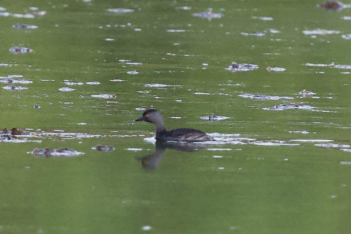Least Grebe - ML642387091