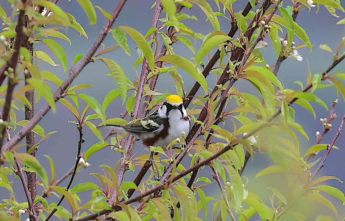 ワキチャアメリカムシクイ - ML642387094