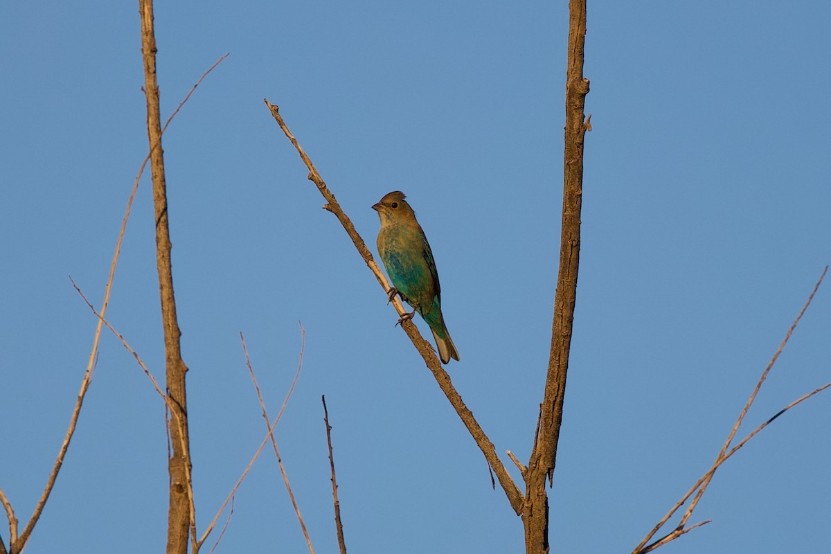 Indigo Bunting - ML642387102