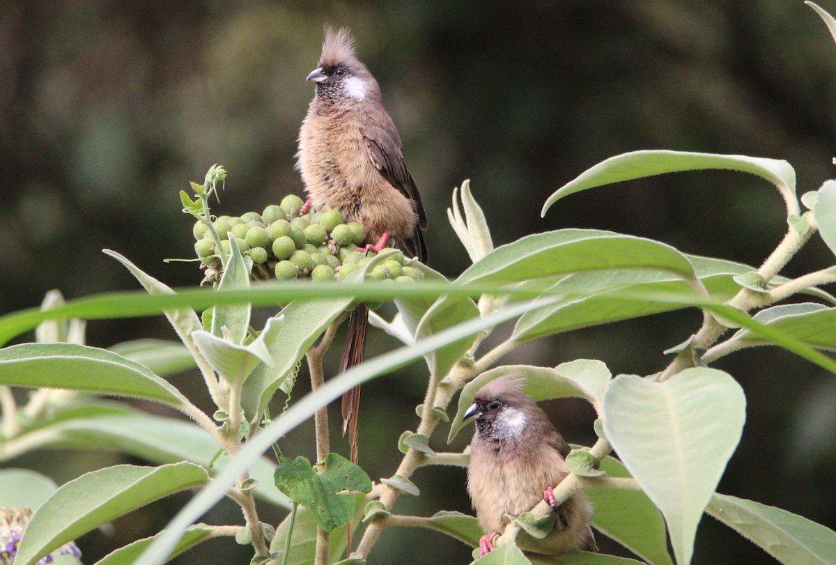 Speckled Mousebird - ML642387104