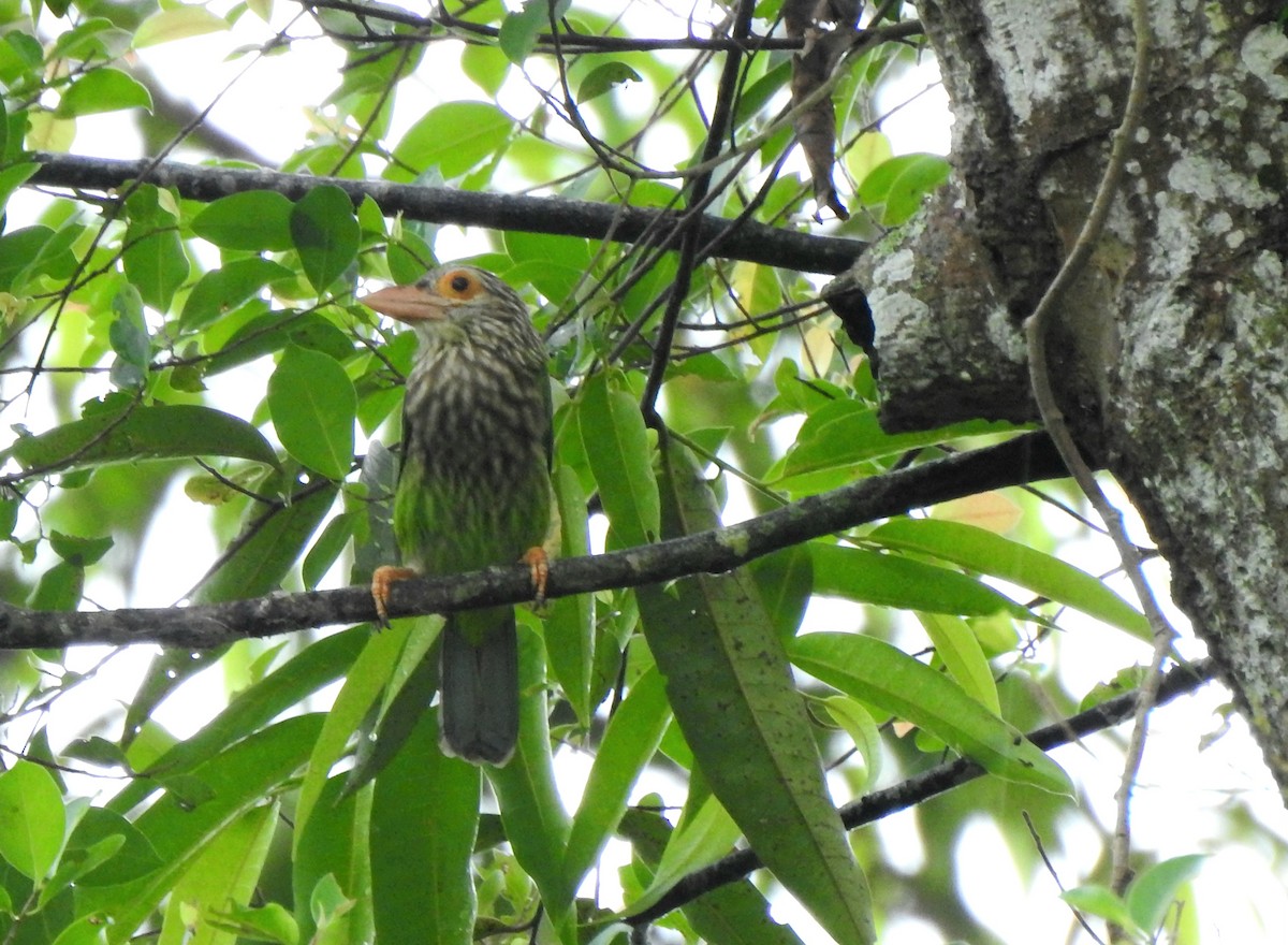 Lineated Barbet - ML642387111