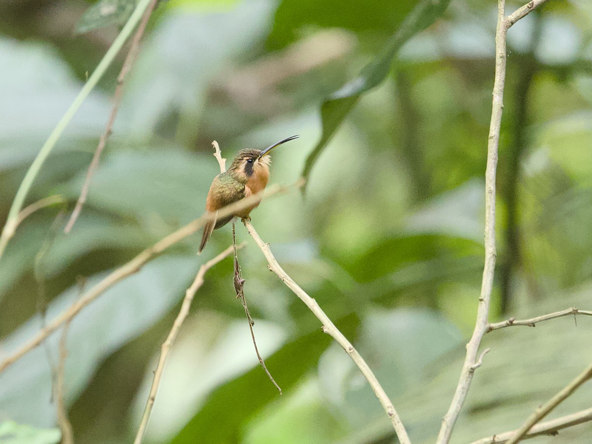 Reddish Hermit - ML642387130