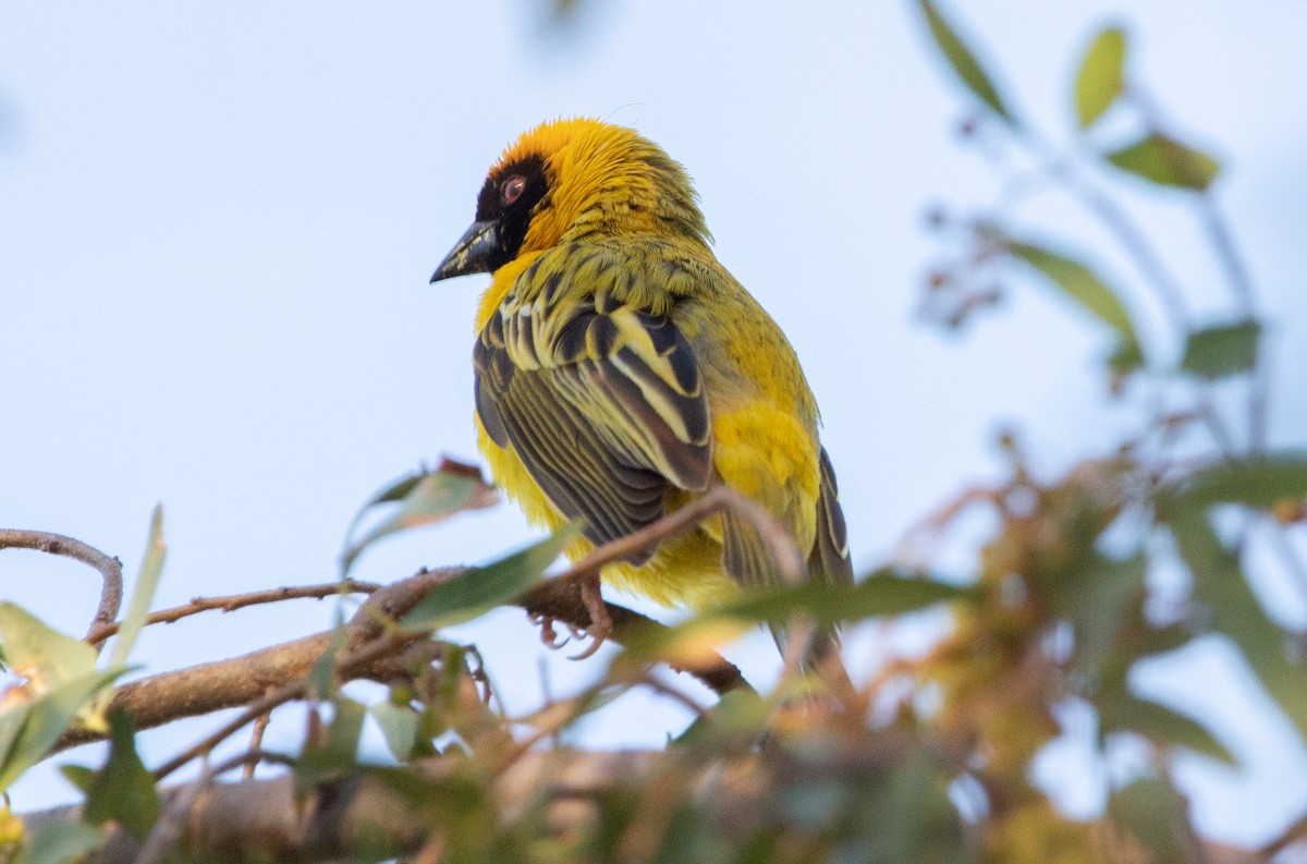 Southern Masked-Weaver - ML642387133