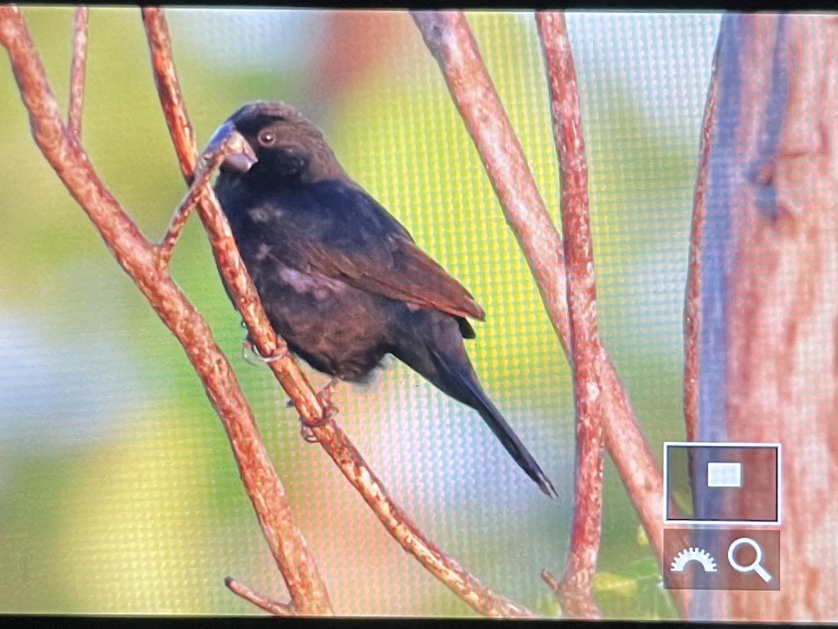 Black-billed Seed-Finch - ML642387165