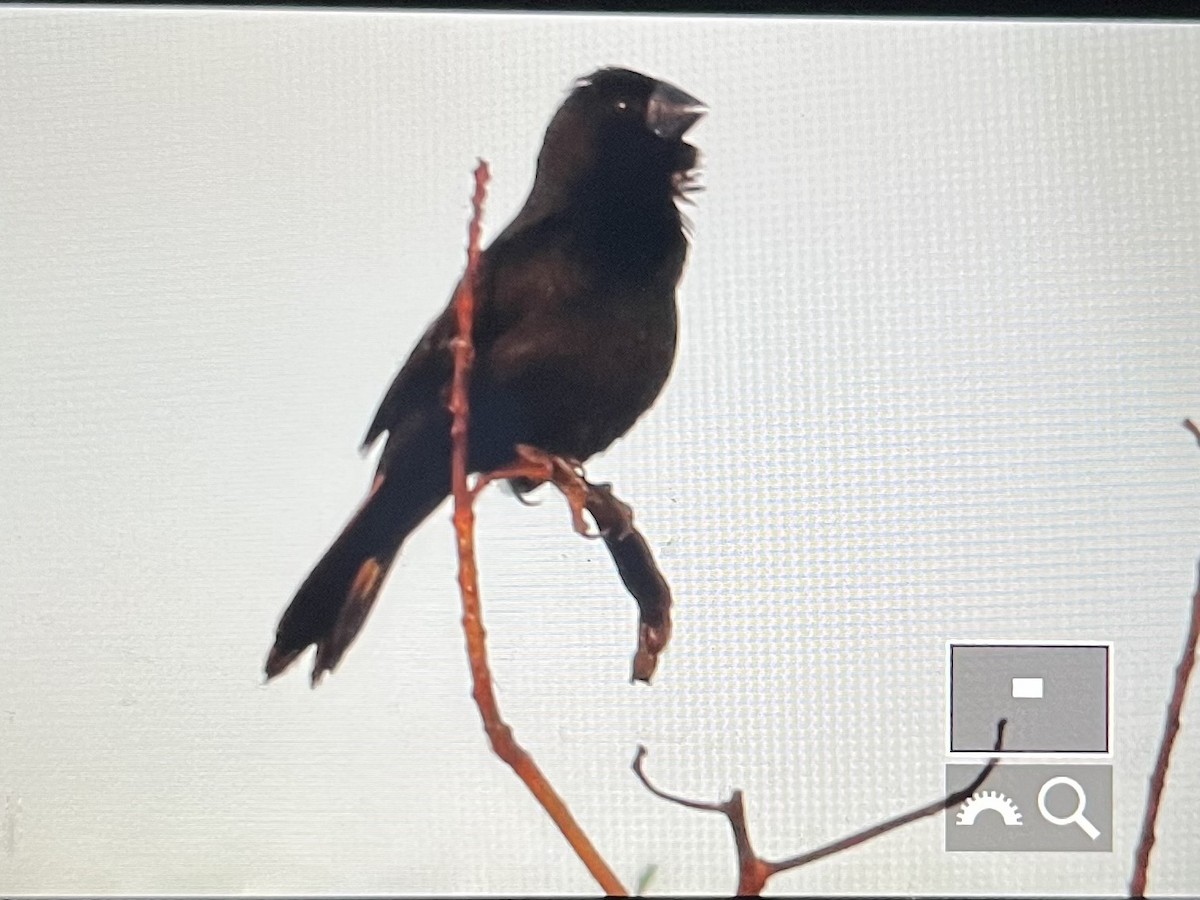 Black-billed Seed-Finch - ML642387166