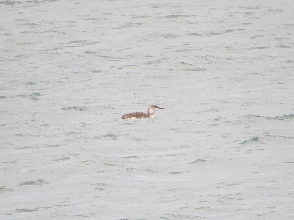 Red-throated Loon - ML642387190