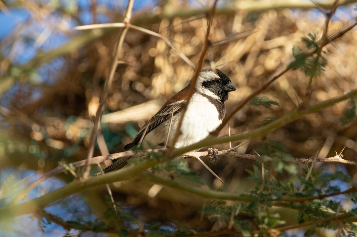 Cape Sparrow - ML642387230