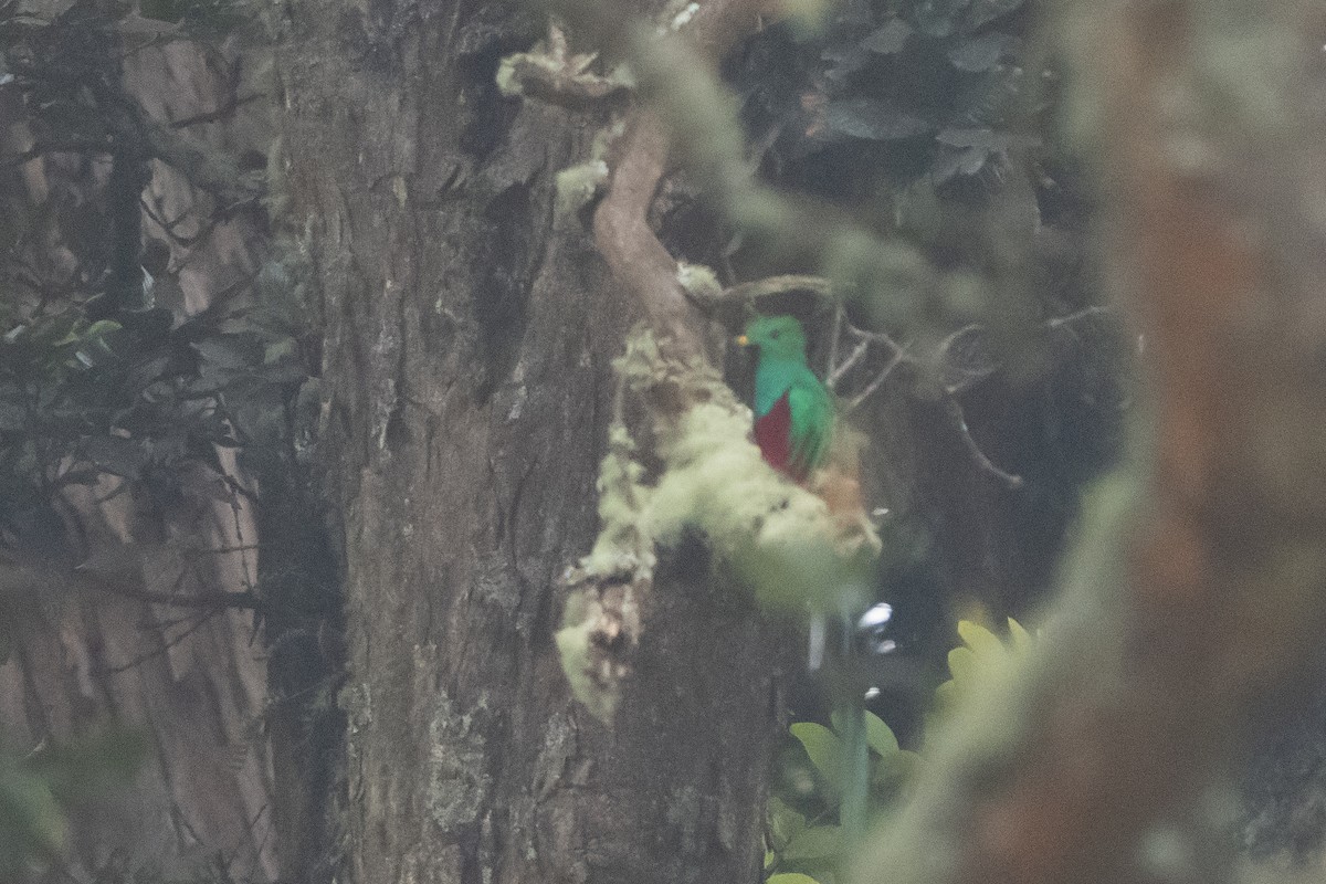 Resplendent Quetzal - ML642387231