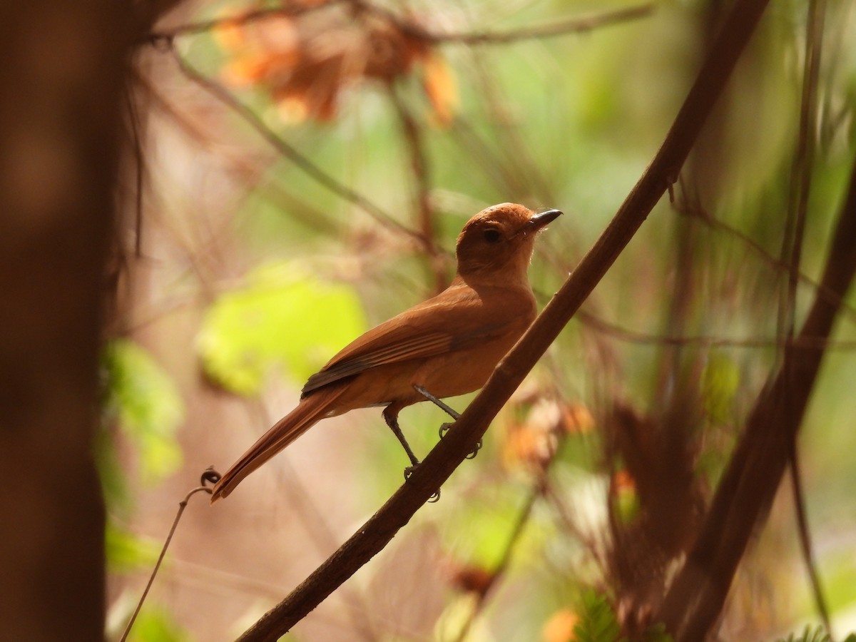 Rufous Casiornis - ML642387261