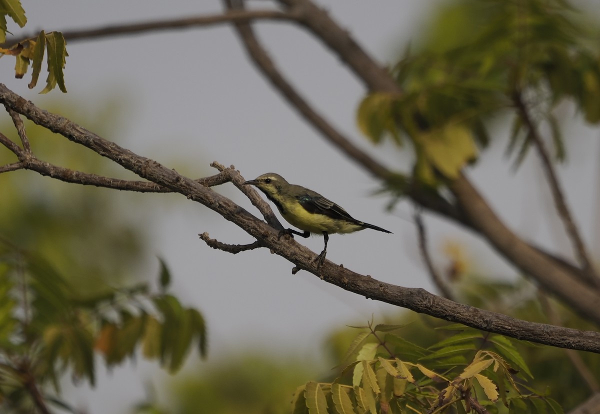 Nile Valley Sunbird - ML642387278