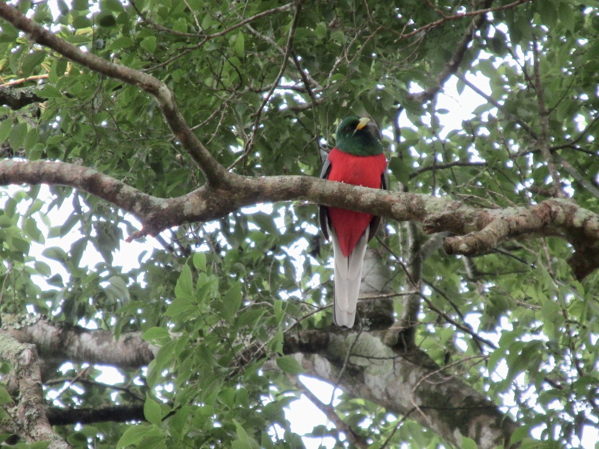Narina Trogon - ML642387289