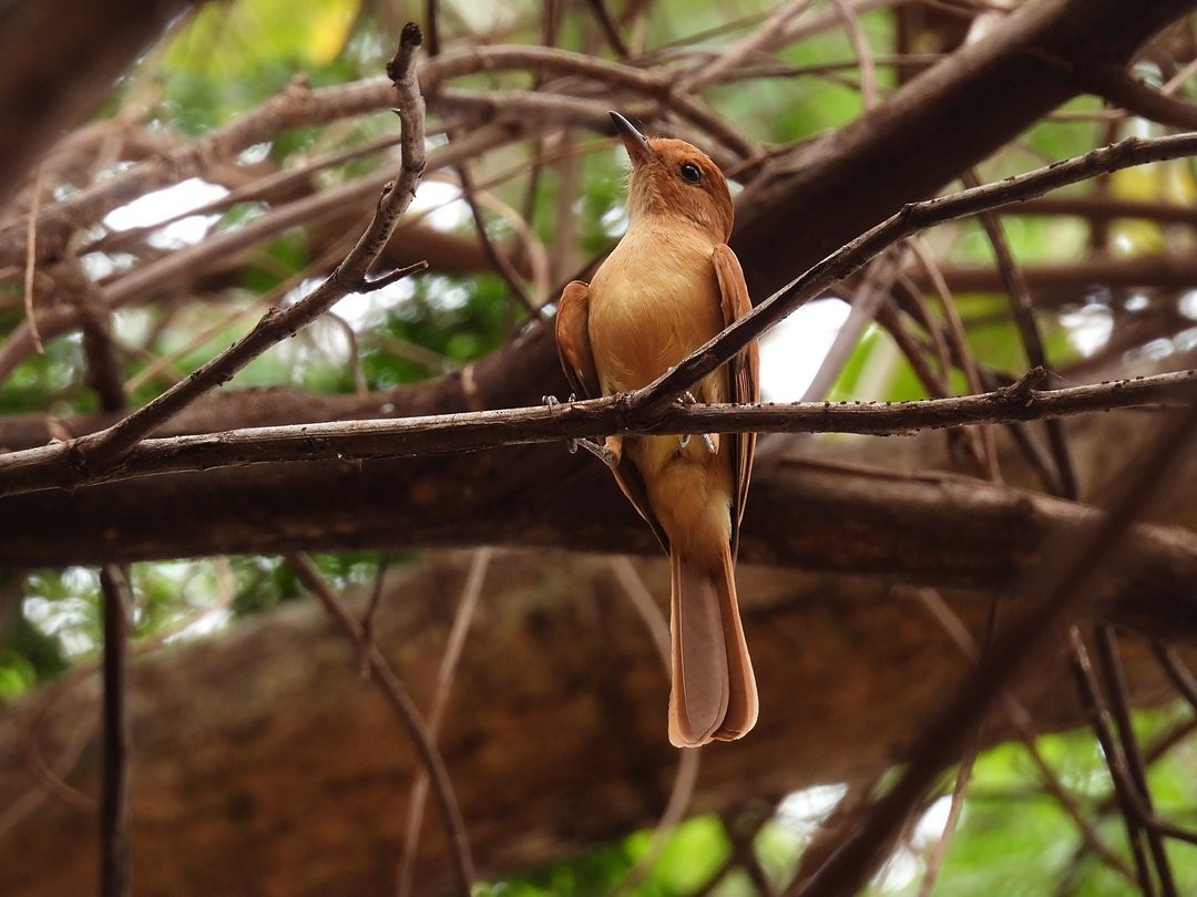 Rufous Casiornis - ML642387324
