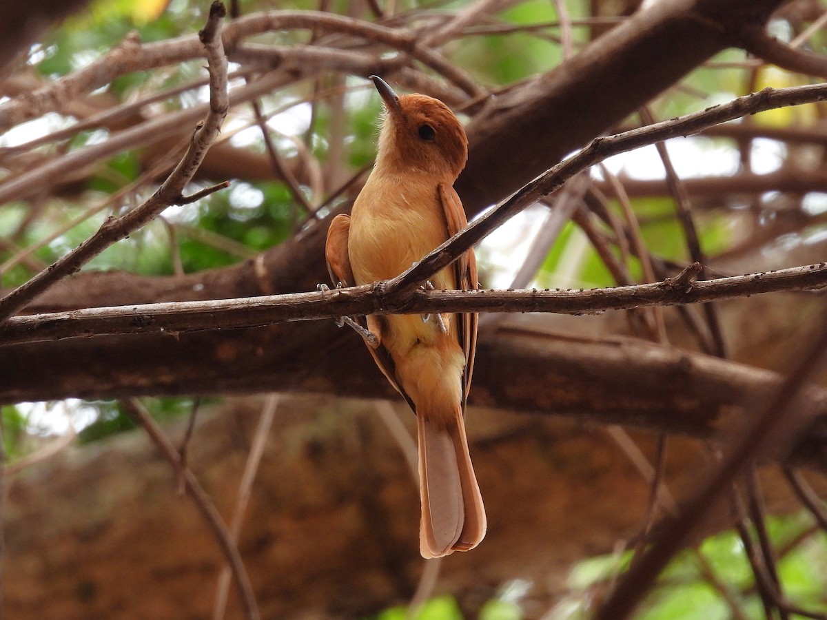 Rufous Casiornis - ML642387325