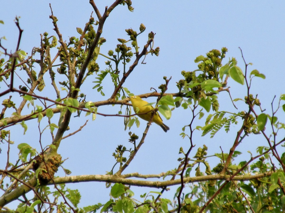 Southern Yellow White-eye - ML642387327