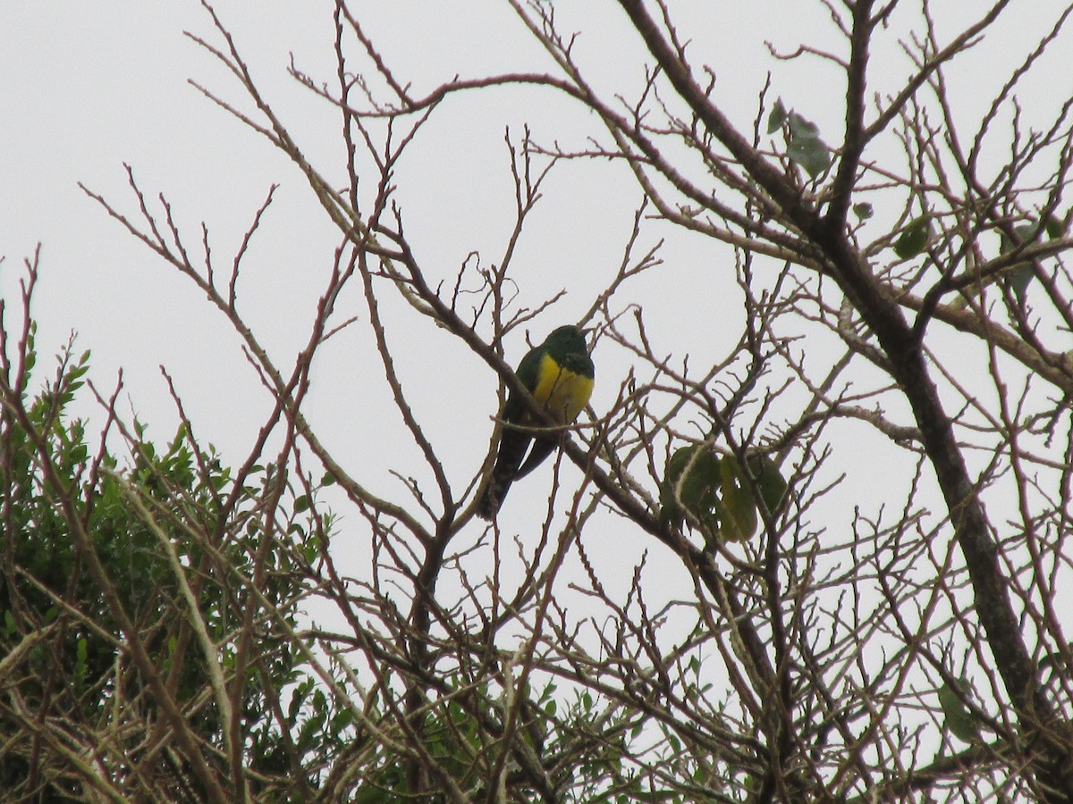 African Emerald Cuckoo - ML642387360