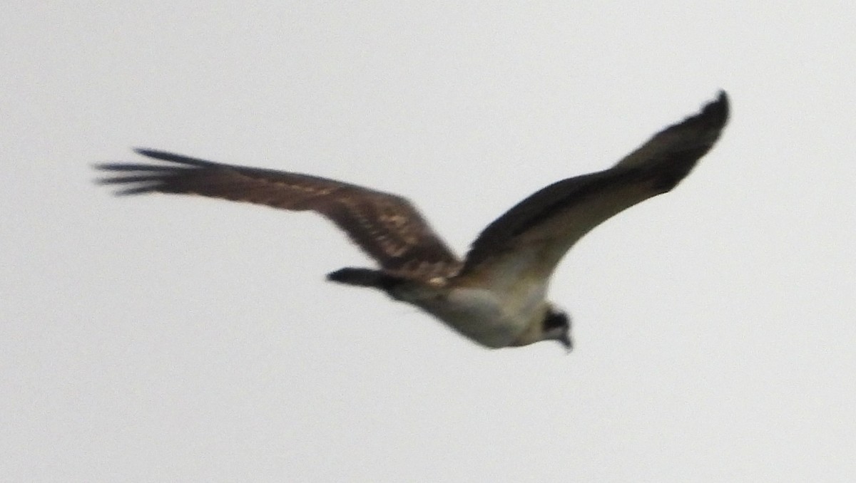 ミサゴ - ML642387367