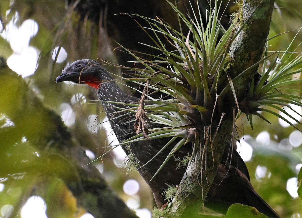 Band-tailed Guan - ML642387376