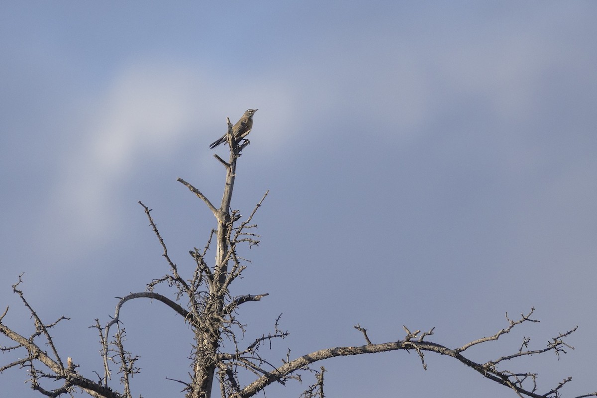 American Robin - ML642387383