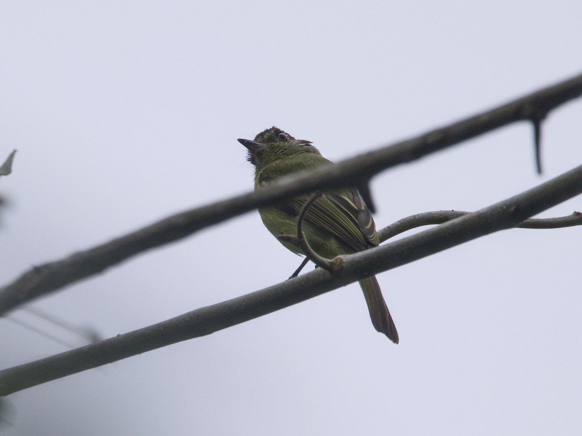 Sepia-capped Flycatcher - ML642387433