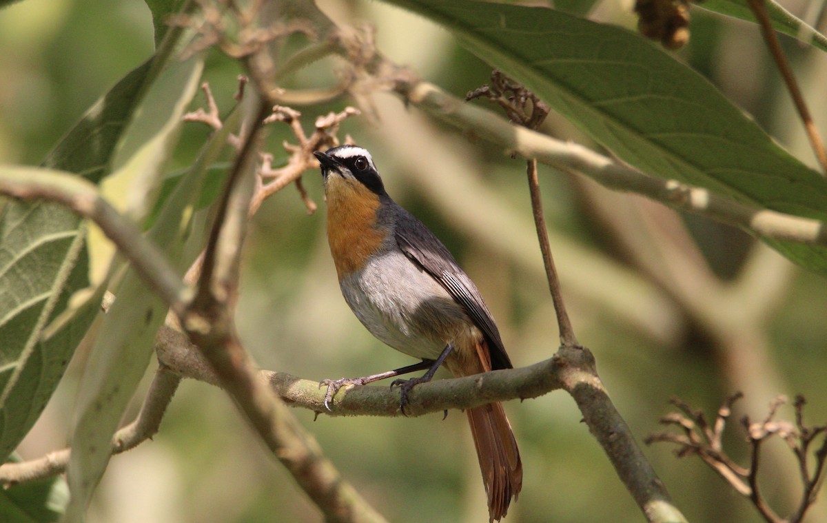 Cape Robin-Chat - ML642387434