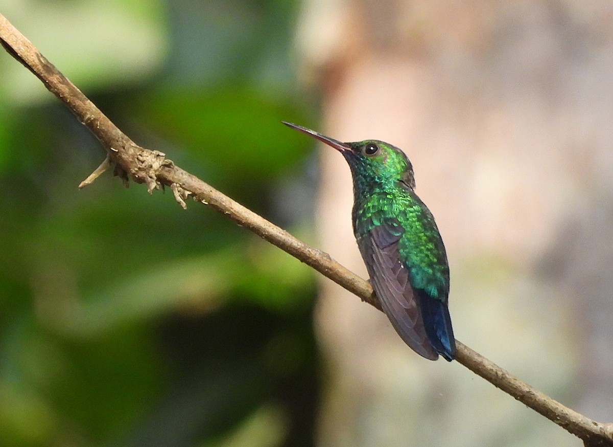 Blue-chinned Sapphire - ML642387439