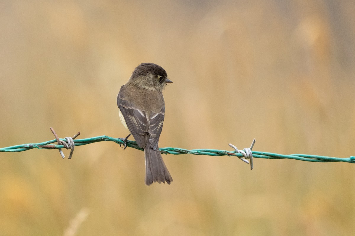 Black-capped Flycatcher - ML642387443