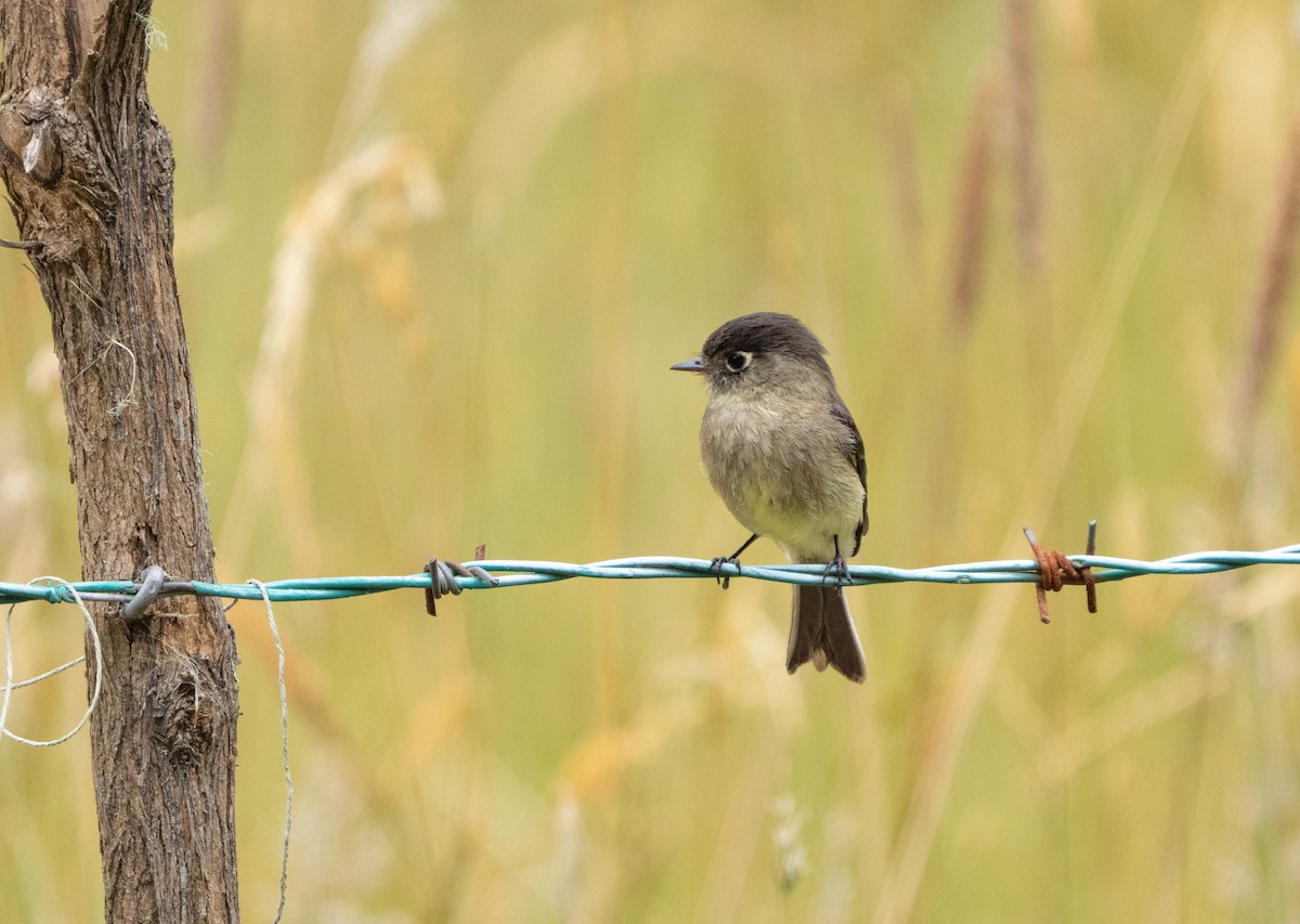 Black-capped Flycatcher - ML642387444