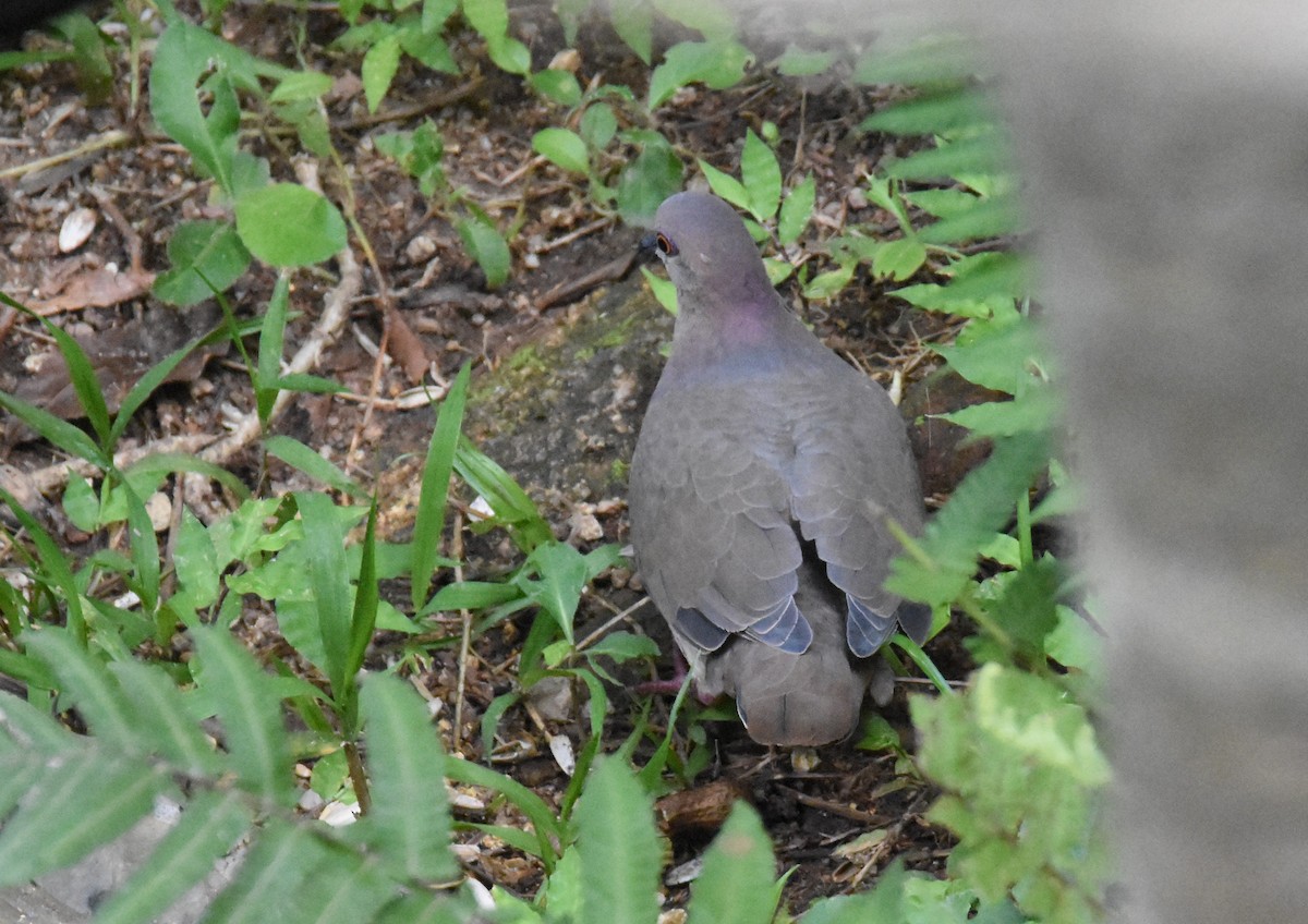 White-tipped Dove - ML642387445