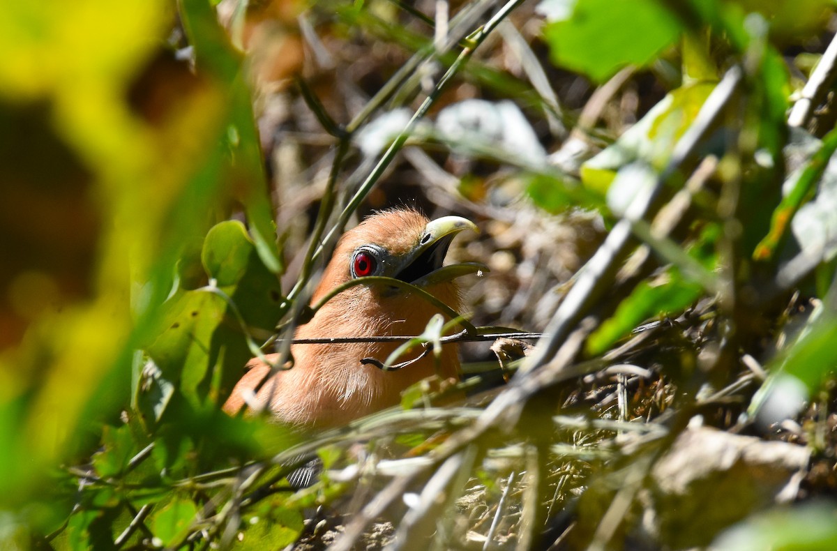 Squirrel Cuckoo - ML642387453