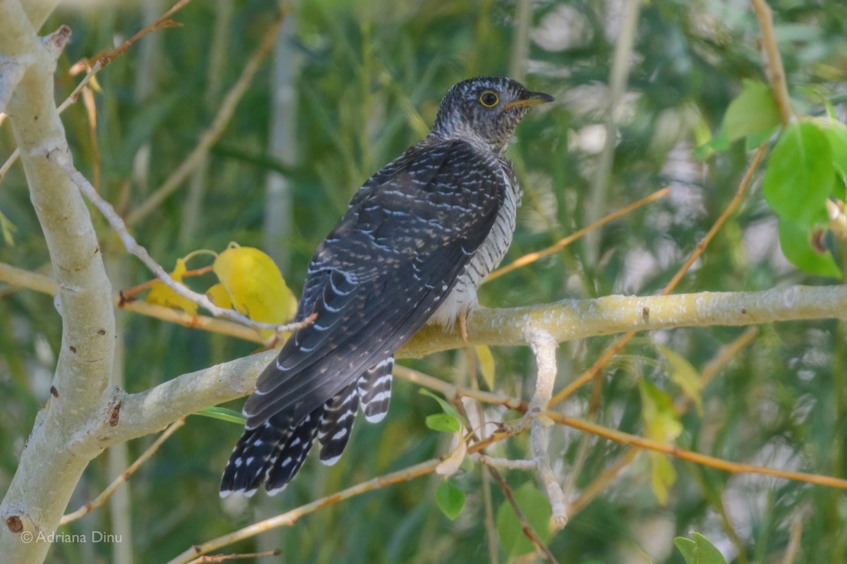 Common Cuckoo - ML642387454