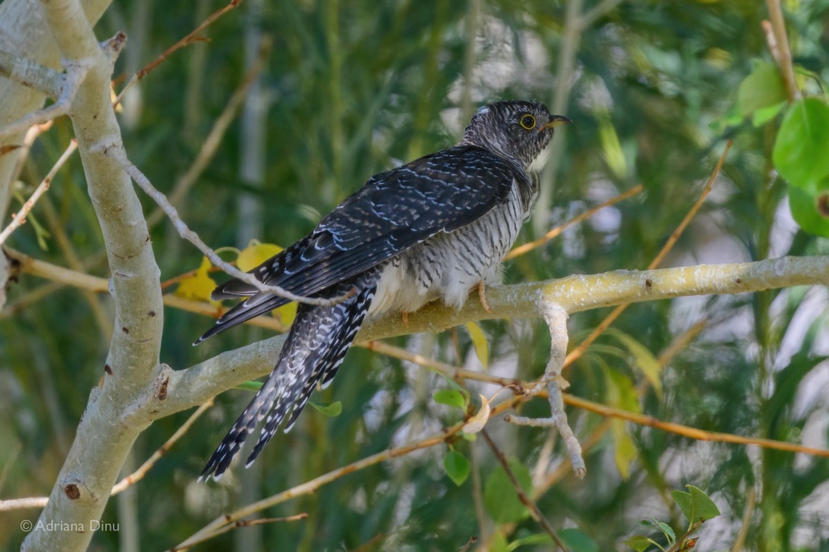 Common Cuckoo - ML642387455
