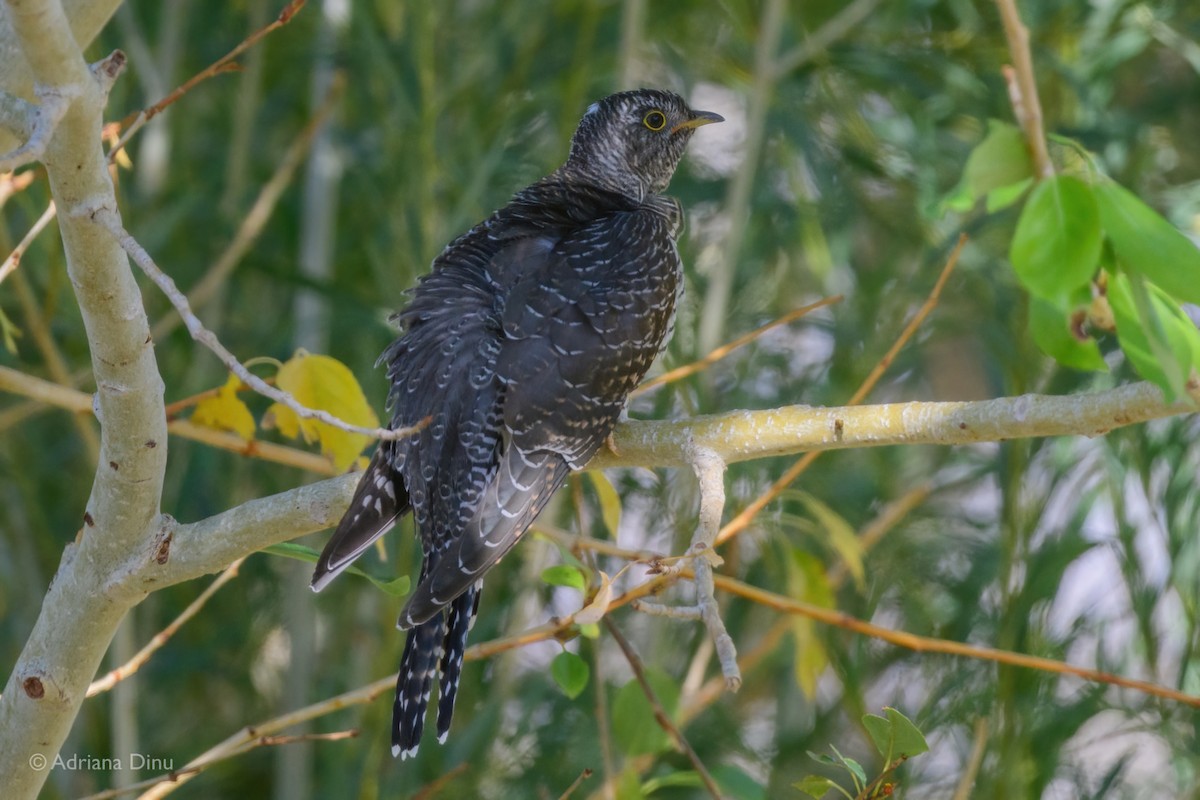 Common Cuckoo - ML642387456