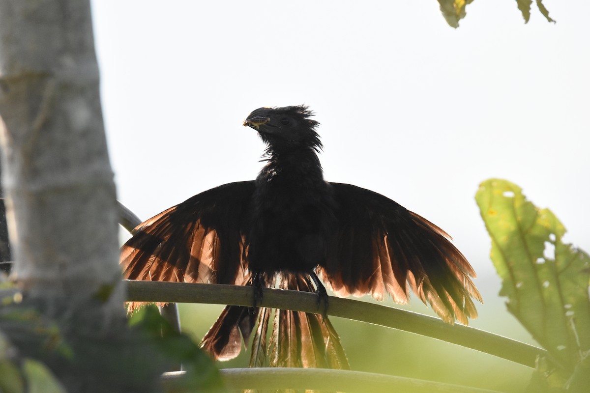 Groove-billed Ani - ML642387462