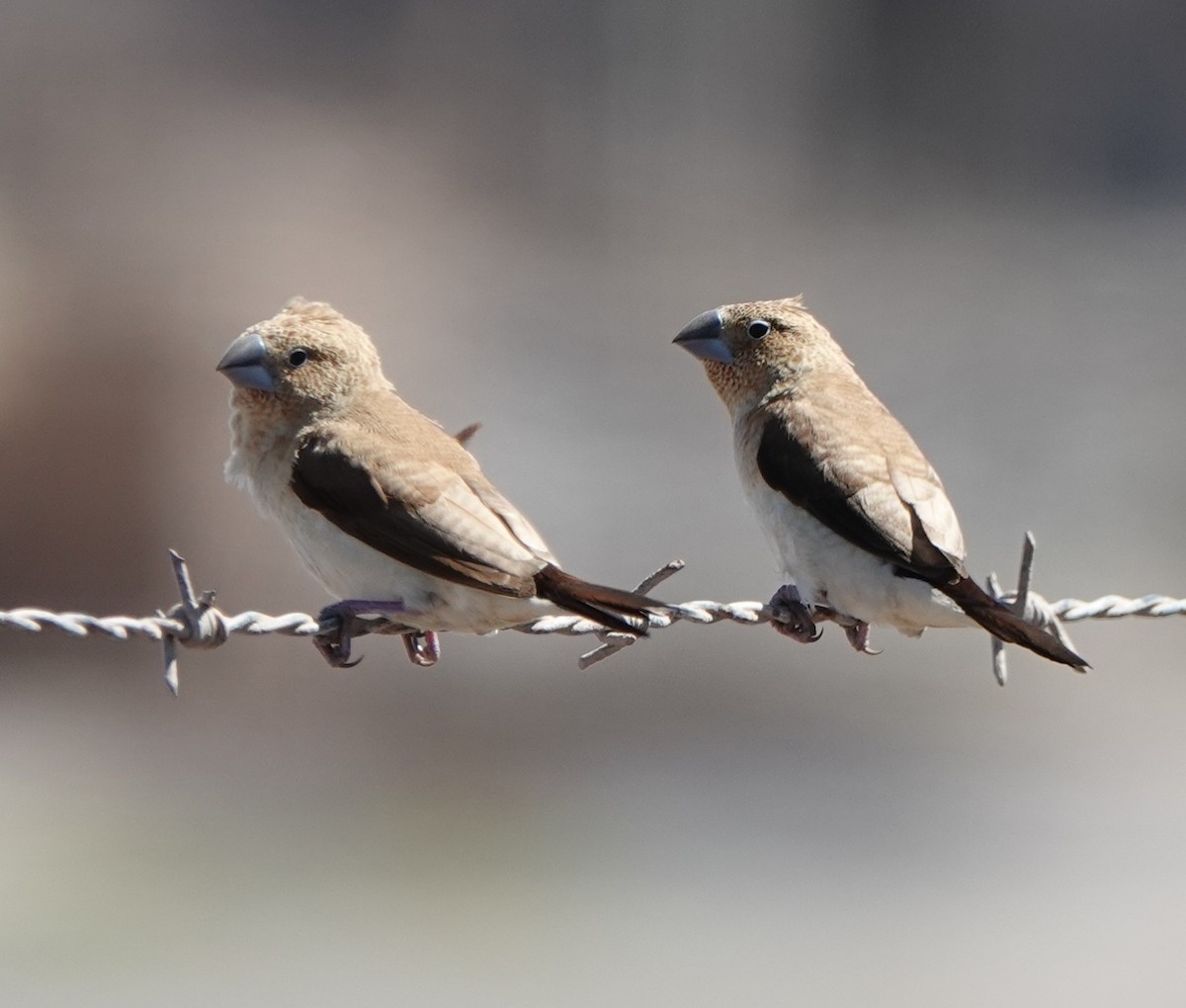 African Silverbill - ML642387465