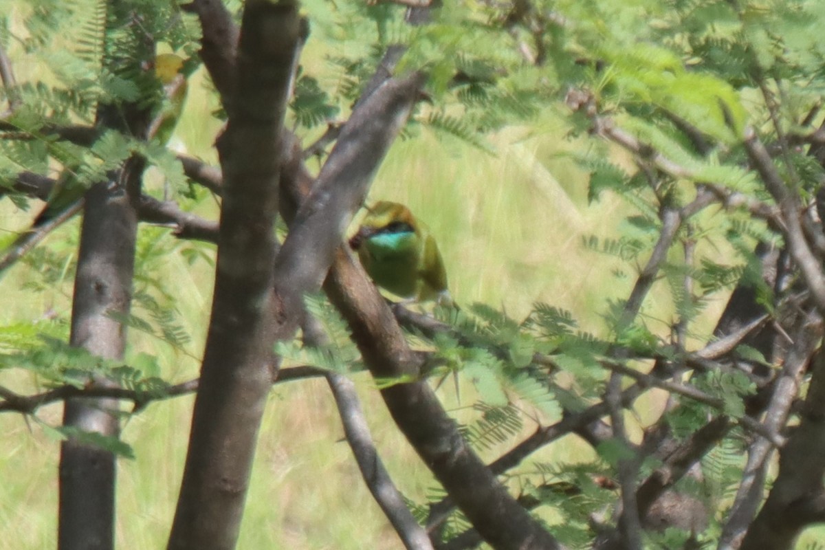 Asian Green Bee-eater - ML642387469