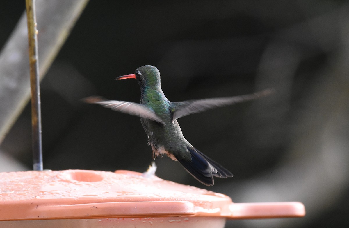 Broad-billed Hummingbird - ML642387471