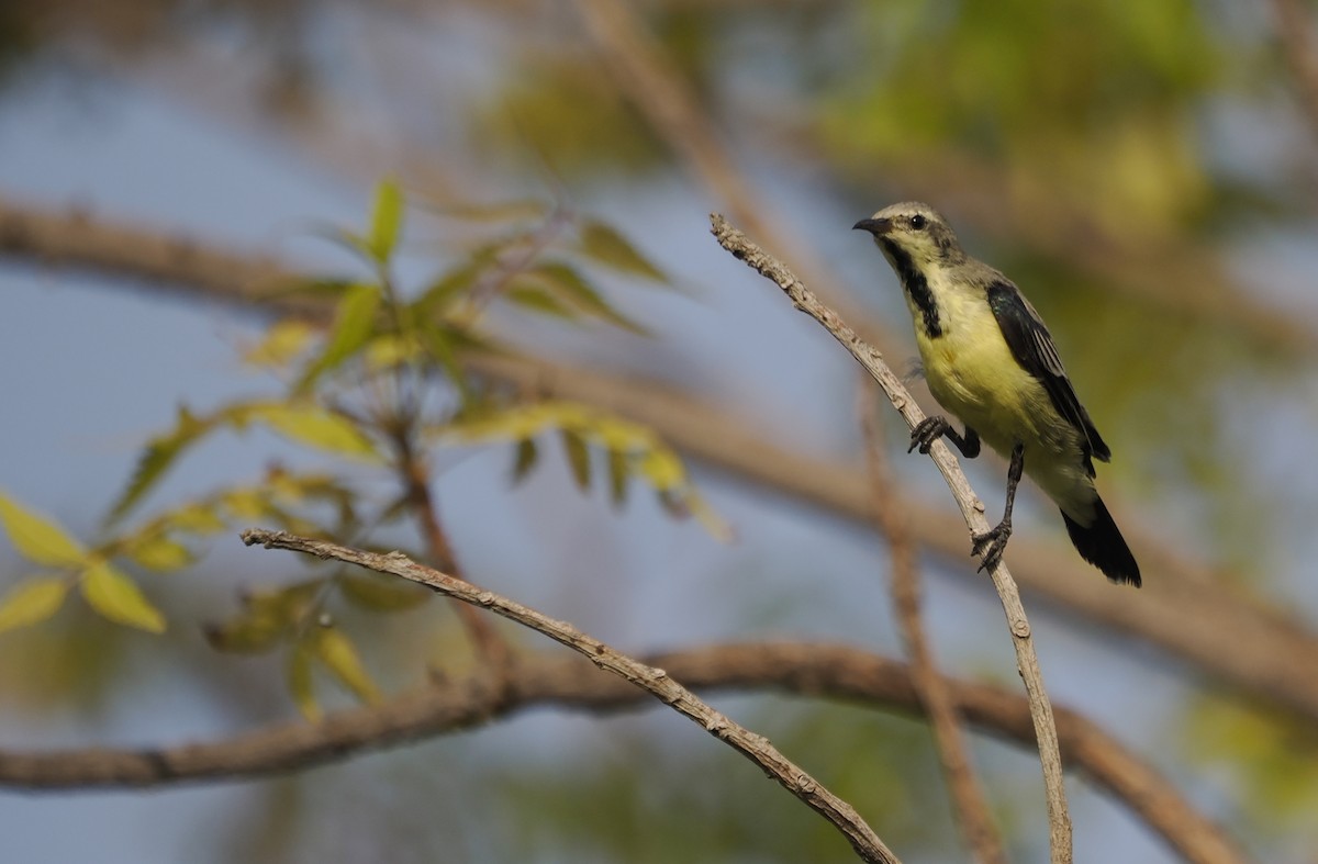 Nile Valley Sunbird - ML642387472