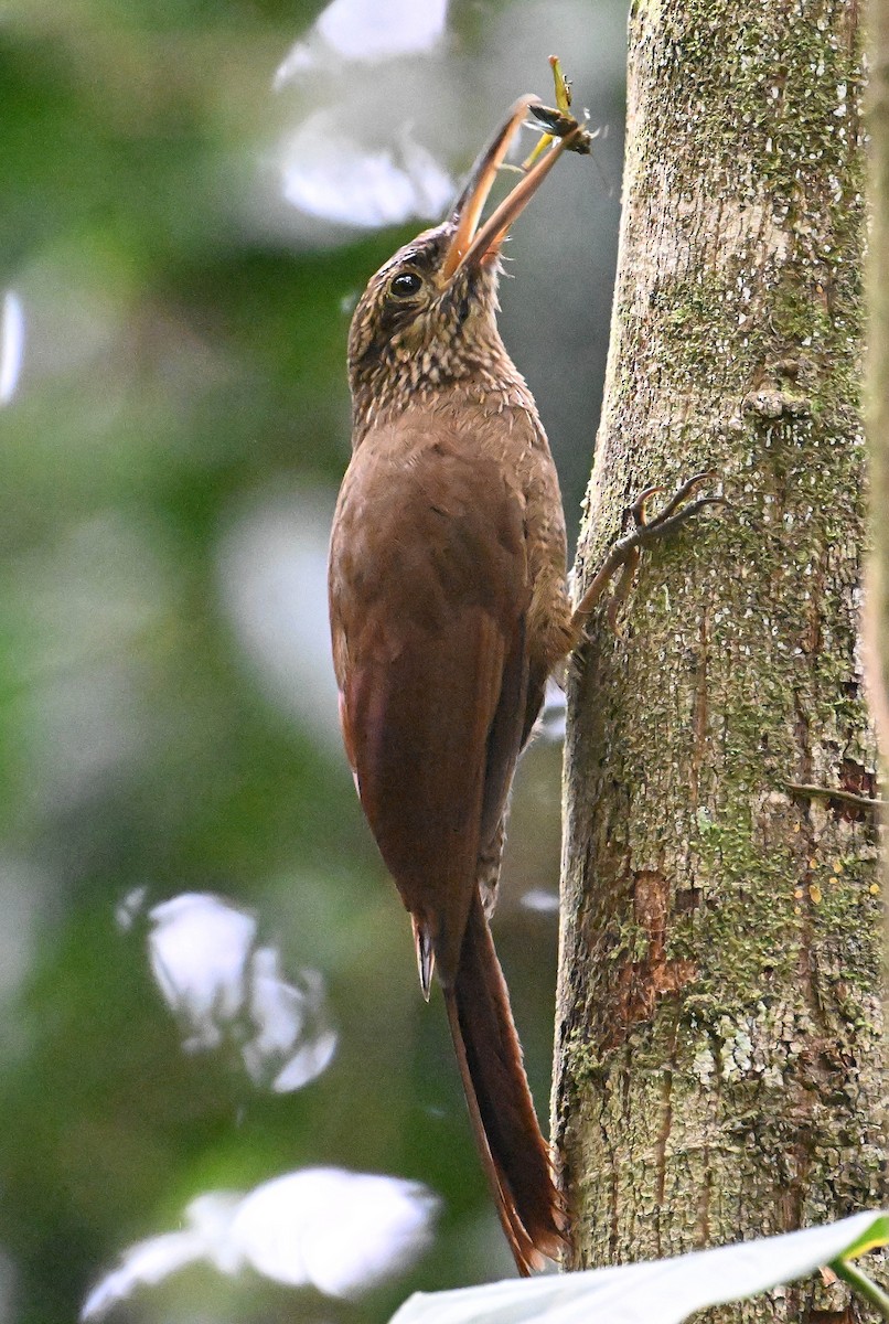 Strong-billed Woodcreeper - ML642387474