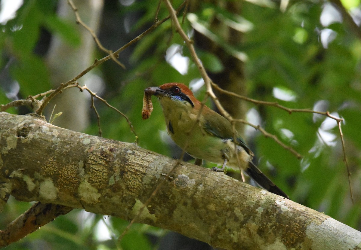 Motmot à tête rousse - ML642387505