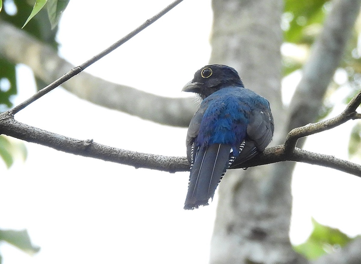 Guianan Trogon - ML642387515